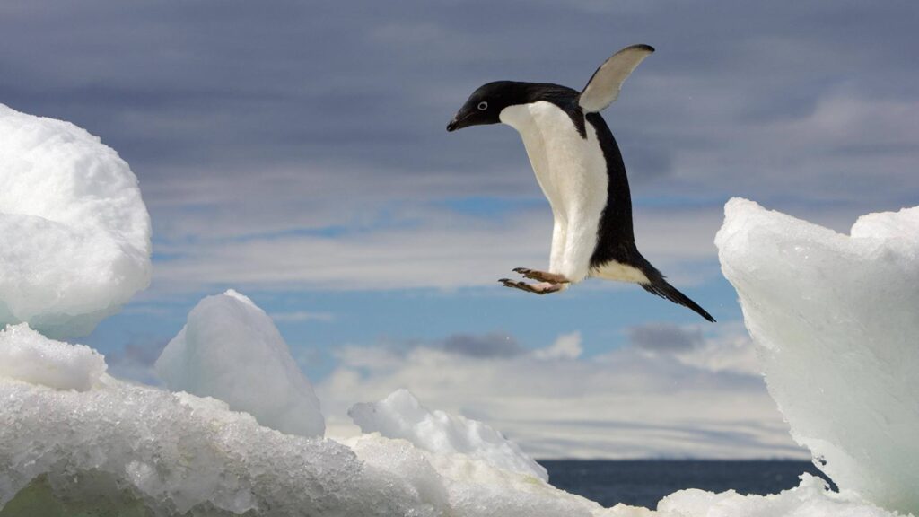 Absența gheții de mare a crescut succesul în reproducere pentru pinguinii Adélie din Antarctica de Est