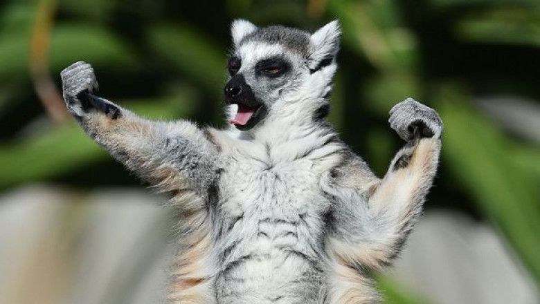 Alte noi specii de animale sunt pe cale de dispariție