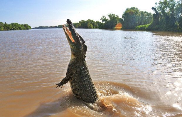Vietnam interzice comerțul cu animale sălbatice