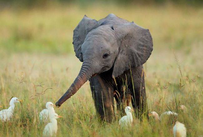În Africa s-au înregistrat decese în masă a elefanților în circumstanțe misterioase