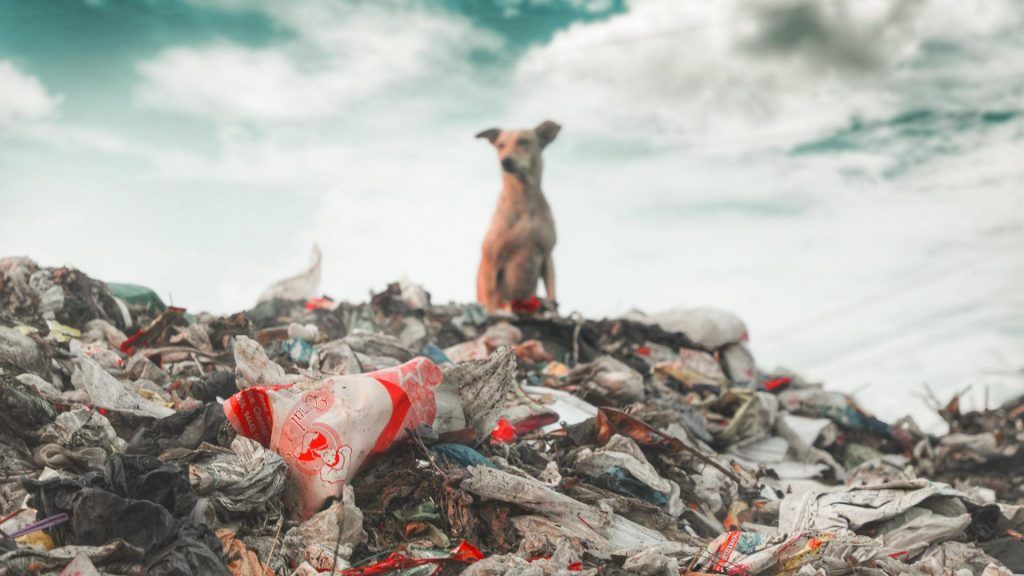 Oamenii de știință americani au descoperit pentru prima dată plastic în organele umane