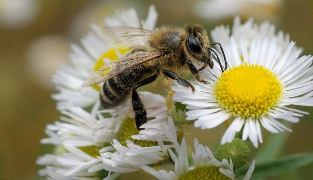 Încălzirea globală a desincronizat ciclurile de viață ale albinelor și plantelor cu flori