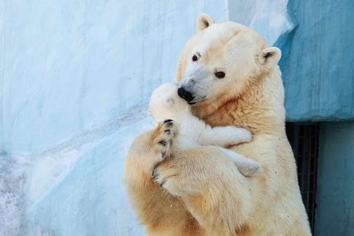 Aproximativ 700 km fără odihnă: un nou record forțat al unui urs polar