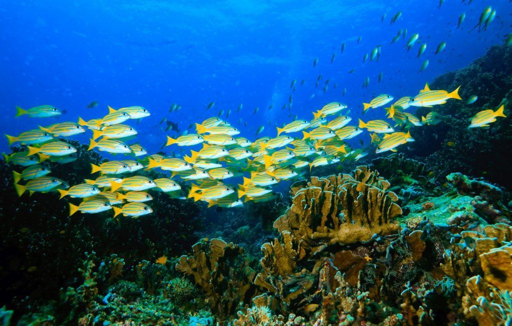 Savanții australieni: Ecosistemele marine nu vor supraviețui încălzirii globale.