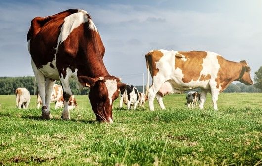 Raport Greenpeace: Animalele de fermă  din UE produc mai mult CO2 decât autoturismele
