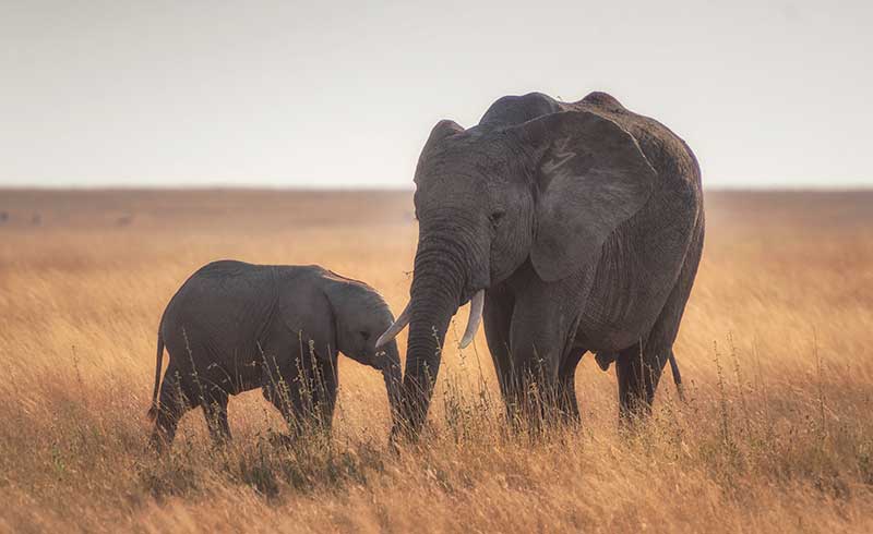 WWF: O cincime din animalele și plantele sălbatice ar putea să dispară până la sfârșitul acestui secol