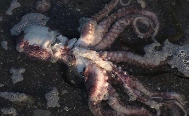 WWF consideră că este puțin probabil ca moartea animalelor din Kamchatka să fie legată de deversările de petrol