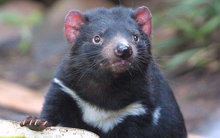 Diavolii tasmanieni au apărut în Australia pentru prima dată în 3000 de ani
