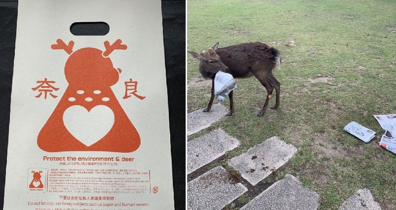 În Japonia, pentru a proteja animalele de deșeurile din plastic, au fost propuse pungi comestibile