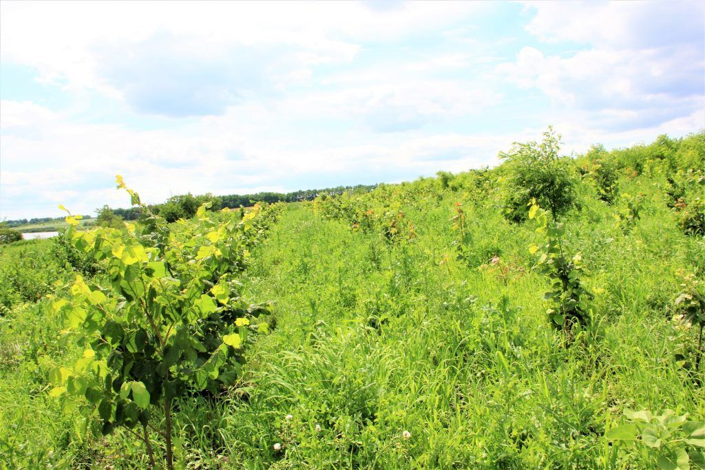 Un viitor coridor ecologic: 9 hectare de fâşie riverană pe râul Glodeanca