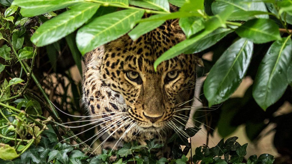 Populația de leopard a fost restabilită în nordul Chinei