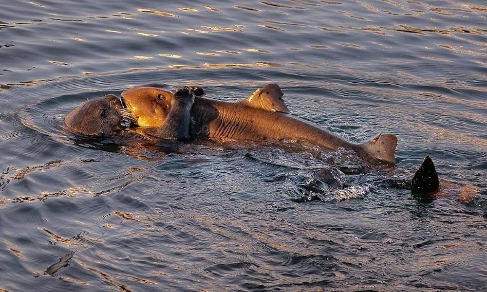 În Statele Unite a fost fotografiată o vidră de mare cu un rechin  în labe