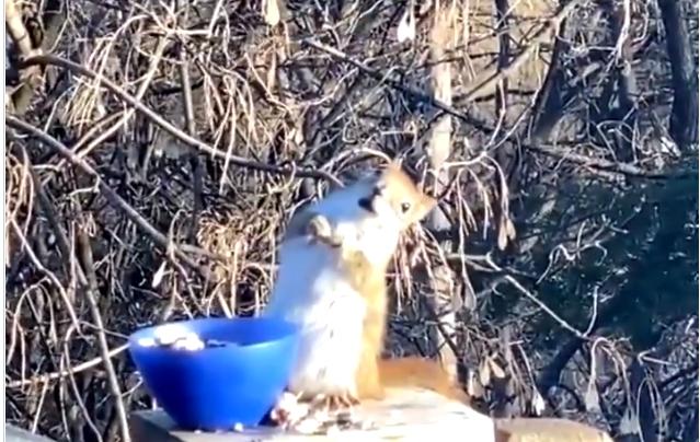 Veveriță amețită după ce a consumat  fructe fermentate(VIDEO)