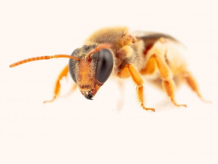 Pentru prima dată în Australia au fost observate „albinele nocturne”, care colectează nectar noaptea