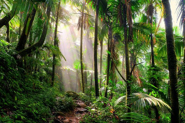 Încălzirea globală a accelerat moartea arborilor din pădurile Amazonului