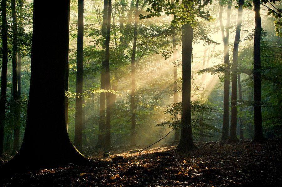 Secetele severe vor duce la înlocuirea masivă a speciilor de arbori din pădurile Pământului