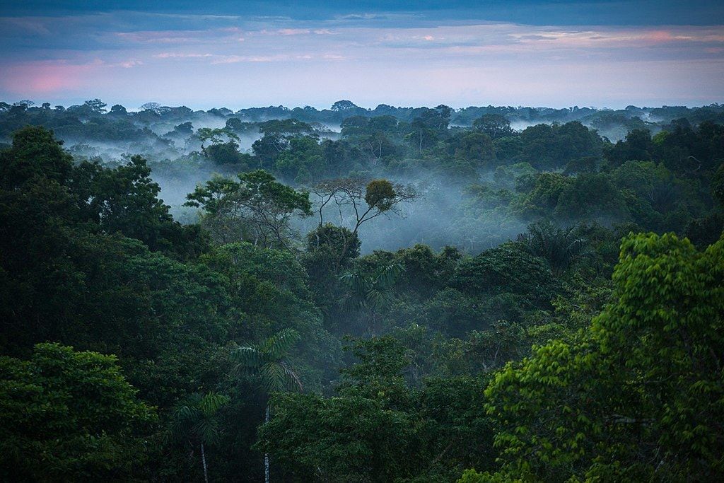 Pădurile tropicale braziliene au început să emită, nu să absoarbă dioxid de carbon