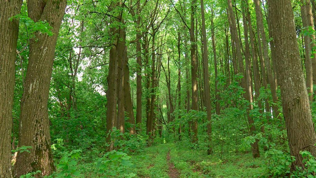 Studiu:Din cauza încălzirii globale, arborii au început să piardă frunzele mai devreme