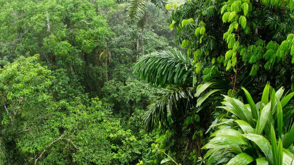 Tăierea pădurilor în Amazon a atins apogeul în ultimii 12 ani