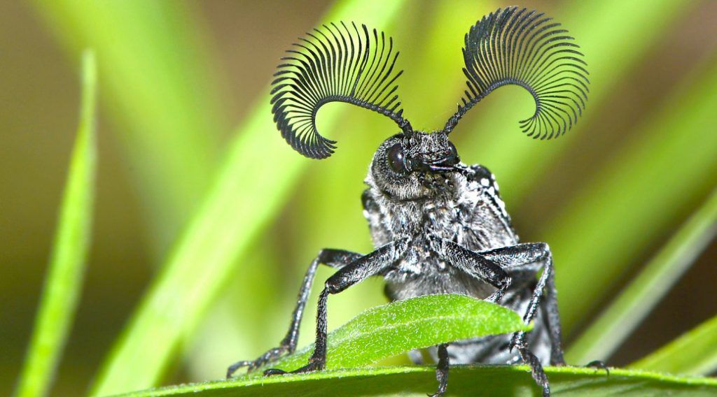 Pământul pierde anual până la 2% din insecte