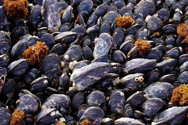 Din cauza acidității apei de mare, cochiliile crustaceelor au pierdut din duritate