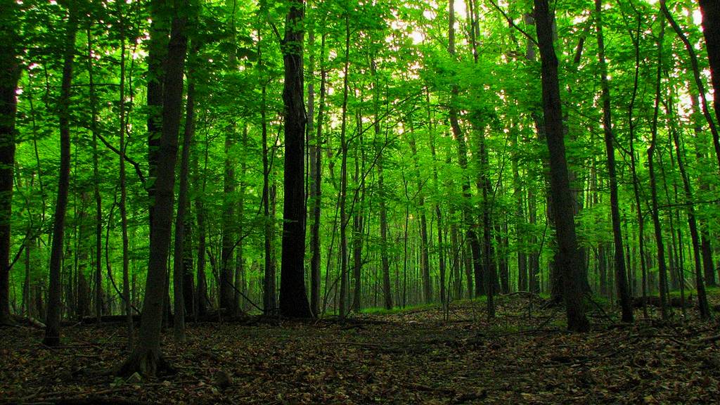 Savanții: Clima se schimbă mai repede decât se pot adapta pădurile la ea