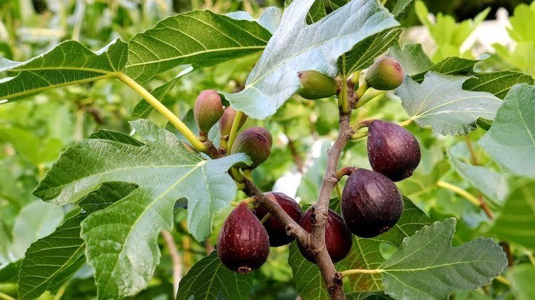 Smochinii kenyeni pot transforma dioxidul de carbon în piatră