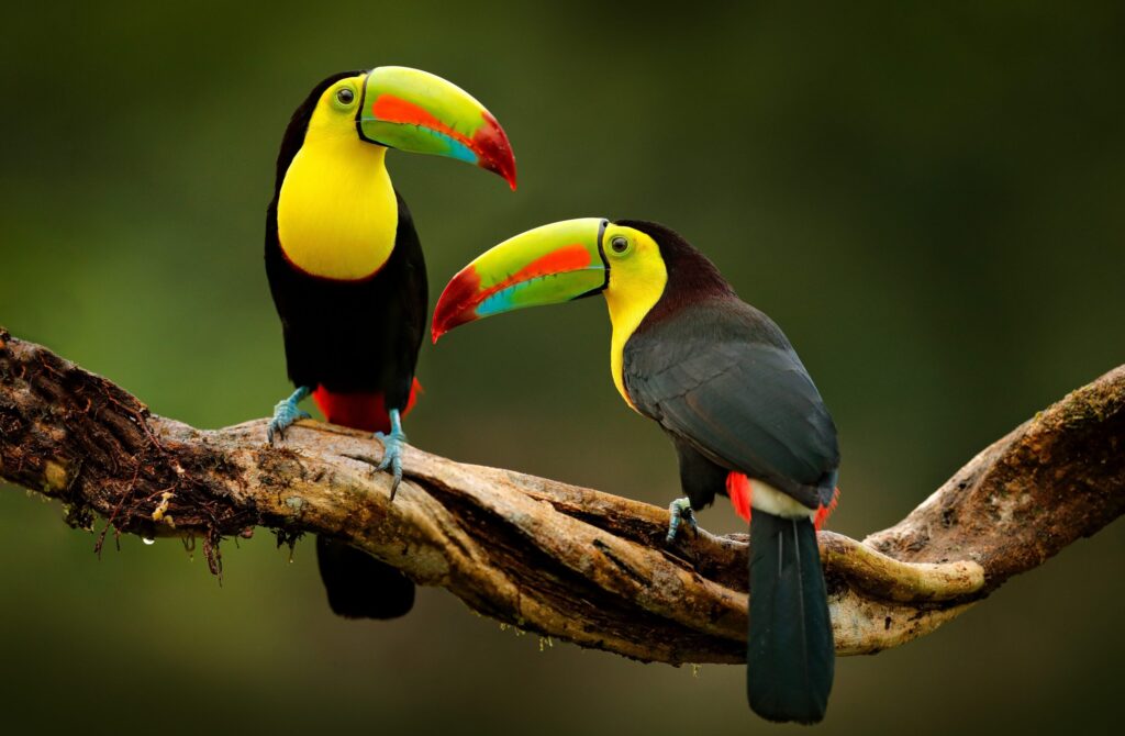Populațiile de păsări tropicale au scăzut cu o treime din cauza schimbărilor climatice