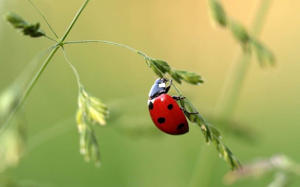Savanții: Chiar și ecosistemele neatinse de oameni pierd rapid insecte