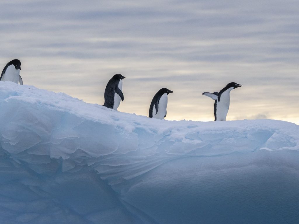 Schimbările climatice din Antarctica capătă caracteristici similare cu cele din Groenlanda