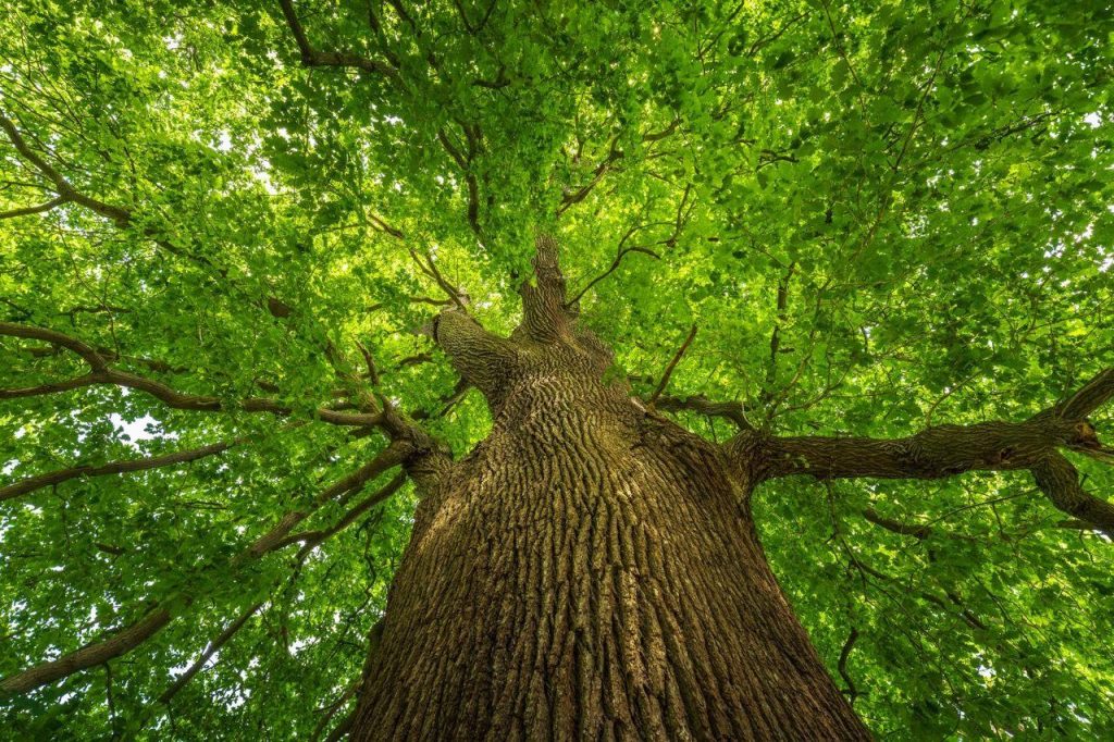 Pădurile amazoniene cresc în înălțime pe măsură ce cantitatea de CO₂ crește